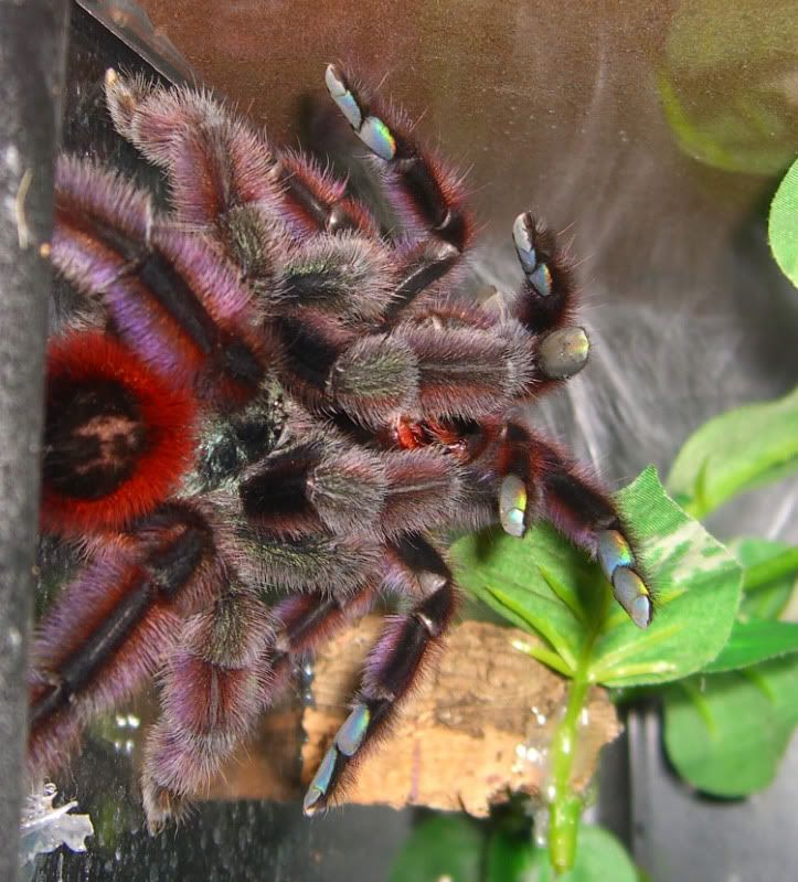 versicolor spider
