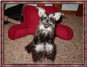 Dog Dogs animated Pictures, Images and Photos