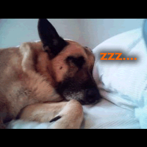 da_bears.gif image by webquacks