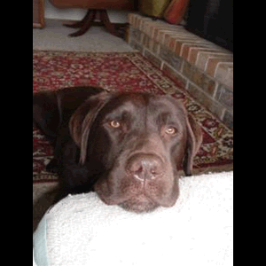 otto_bug2.gif image by webquacks