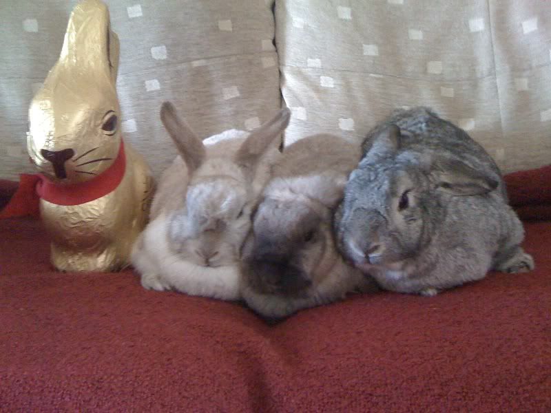 bunniesonsofa.jpg