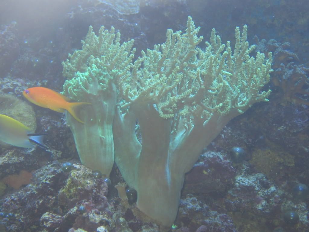 Asexual And Sexual Reproduction In Soft Corals.