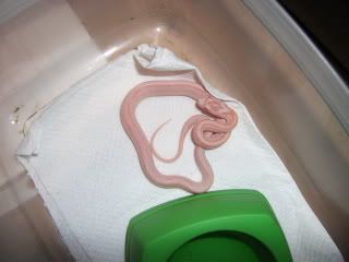 DSCF1025.jpg