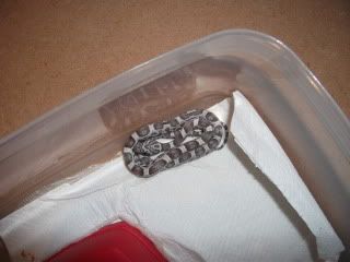 DSCF1061.jpg