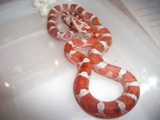 DSCF1073.jpg