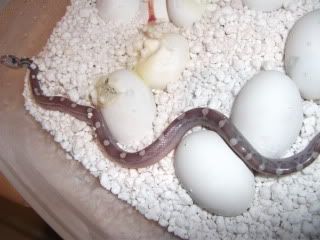 DSCF1097.jpg