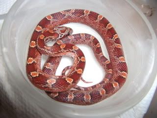 hypo upper keys corn snake