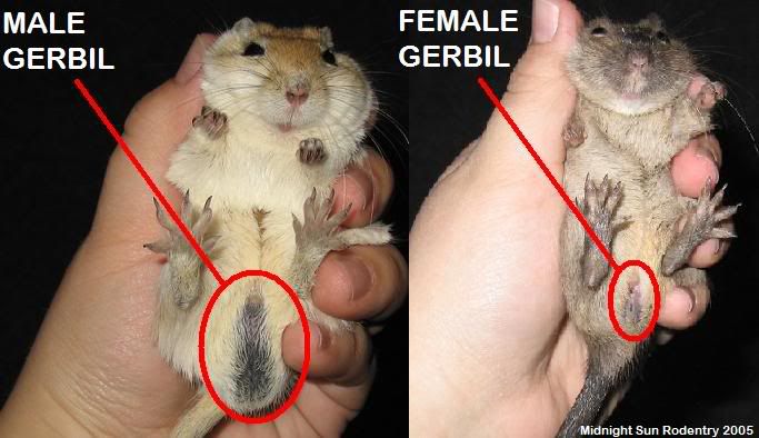 How to sex adult gerbils Pictures, Images and Photos