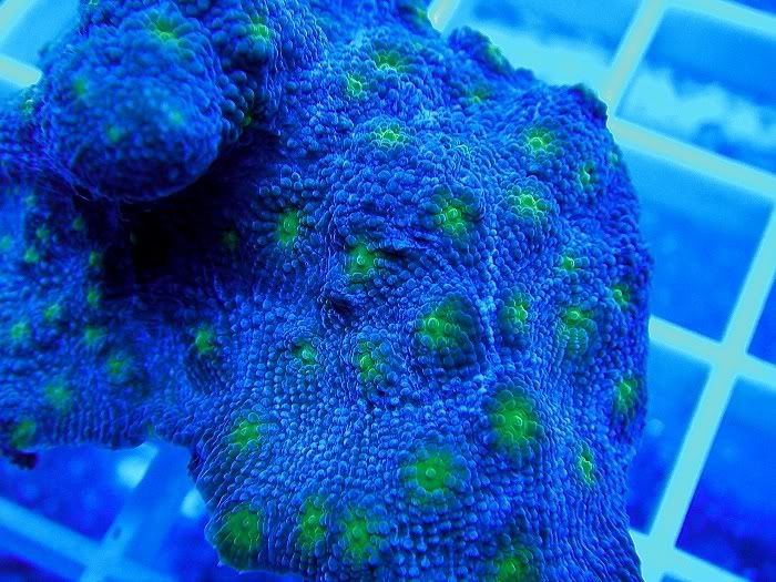 hollywood stunner chalice