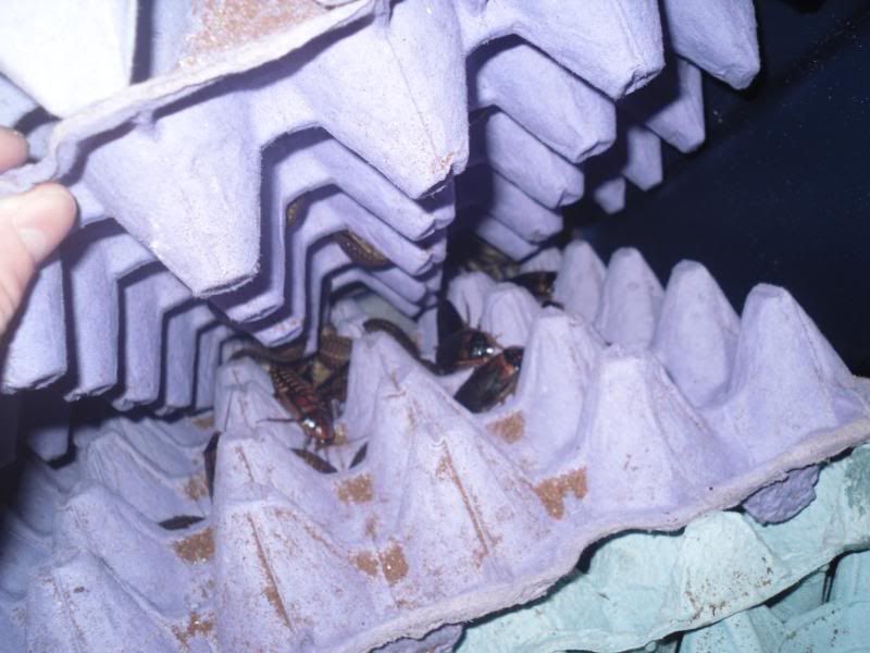 SDC10388.jpg