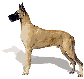 German Boarhound