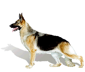 german_shepherd.gif picture by DoggyTimes