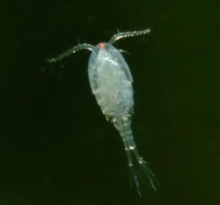 Fairy Shrimp? - General Discussion - C.A.R.E.