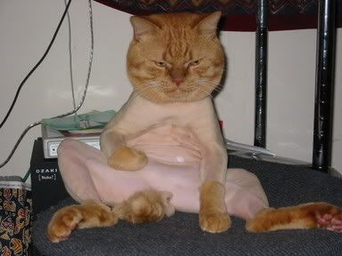 HappyCat.jpg