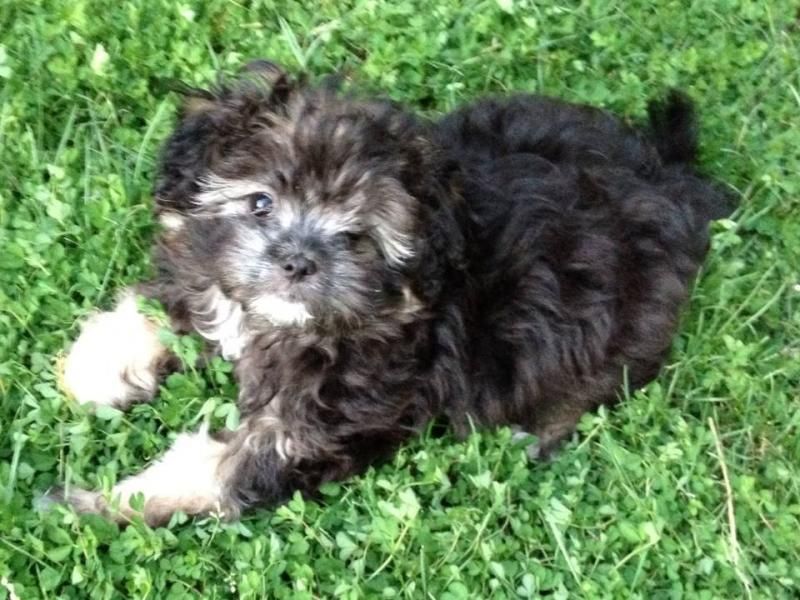 is 12 weeks to get a puppy 12 week puppy how often to get up during the for breaks is 12 weeks to get a puppy 12 week puppy how often to get up during the for breaks