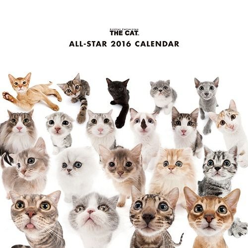 all star cats calendar