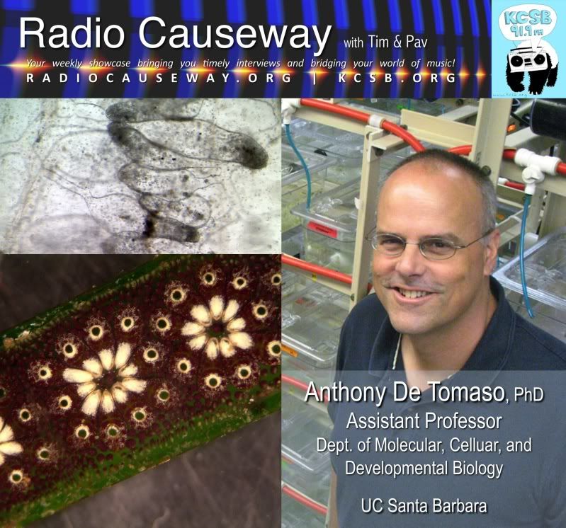 Radio Causeway: Preventing Rejection of Transplanted Organs, Anthony De Tomaso PhD – May 10, 2011 Radio Causeway: Preventing Rejection of Transplanted Organs, Anthony De Tomaso PhD – May 10, 2011