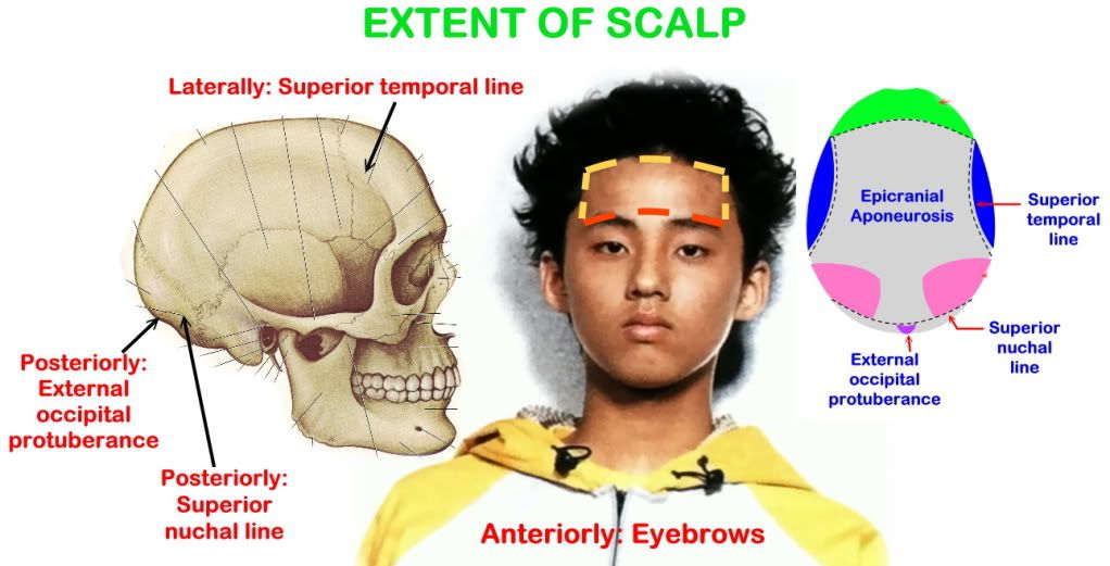 anatomy of scalp