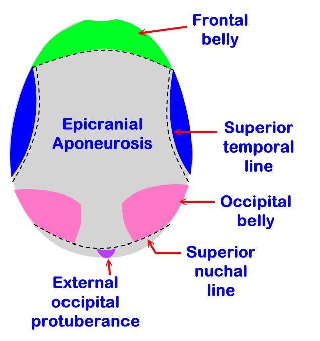 Frontal Scalp