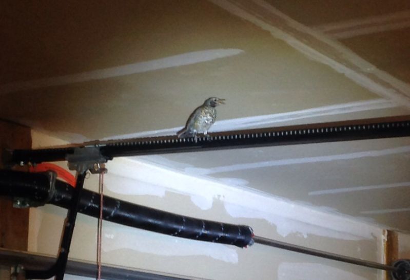 How Do I Get A Bird Out Of My Garage I Had The Garage Door Open