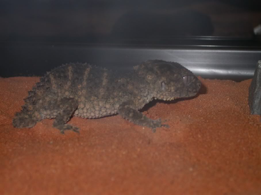 Nephrurusasper2.jpg