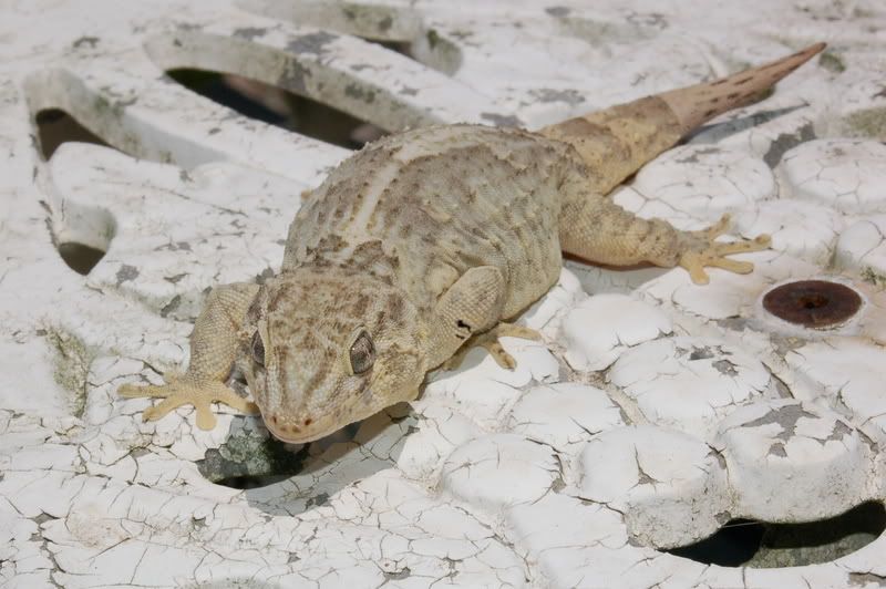 DSC_1384.jpg
