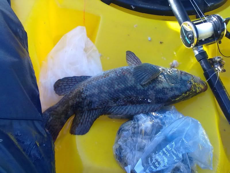 yak3cresswellwrasse.jpg