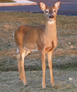 airportdeer.jpg