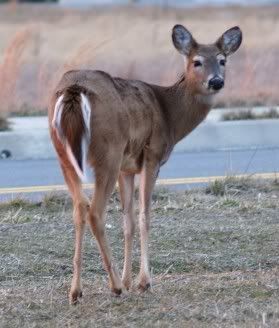 airportdeer3.jpg