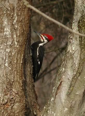 piliatedwoodpecker2.jpg