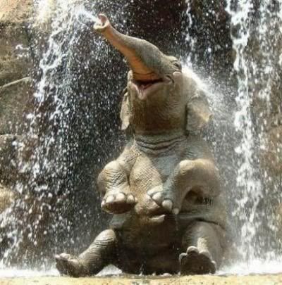 cute elephant Pictures, Images and Photos