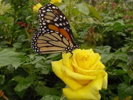 butterfly &amp; rose..