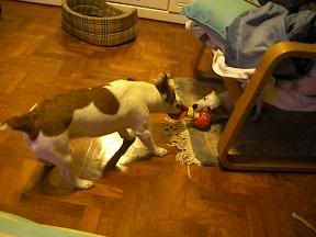 Image hosted by Photobucket.com