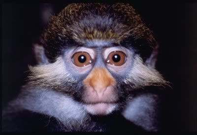 Nigeria_-_Guenon_monkey.jpg