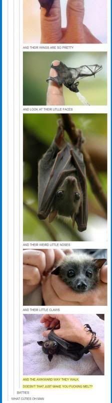 funny-why-love-bats-animals_zps99cc82d6.