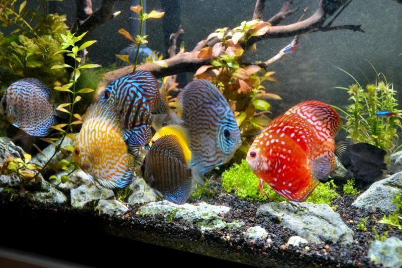 125 Gallon Planted Discus Tank "Nature's Beginning" The Reef Tank