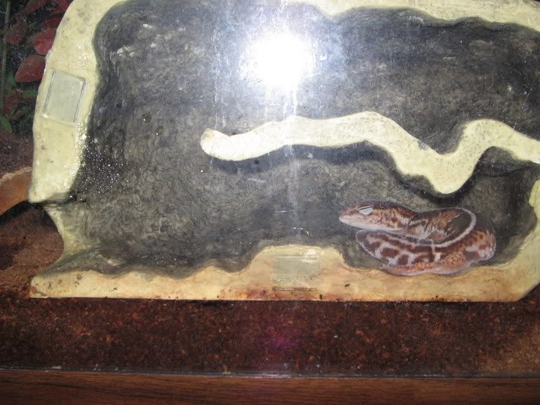gecko9.jpg