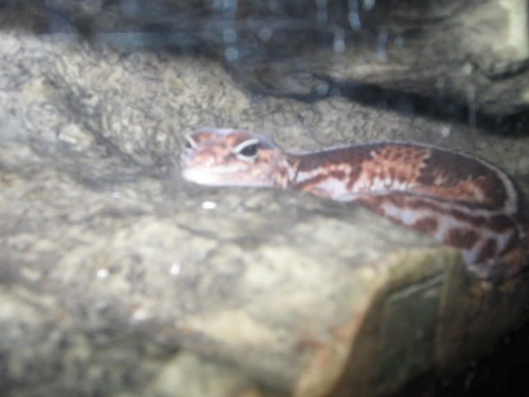 geckoflat.jpg