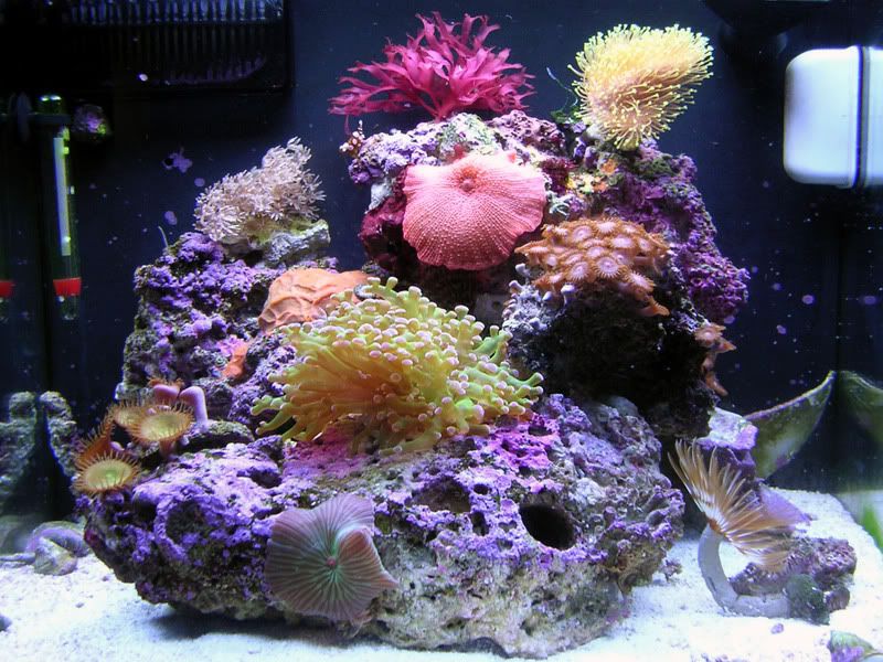 Nano Salzwasser Aquarium