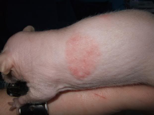 ringworm on rats