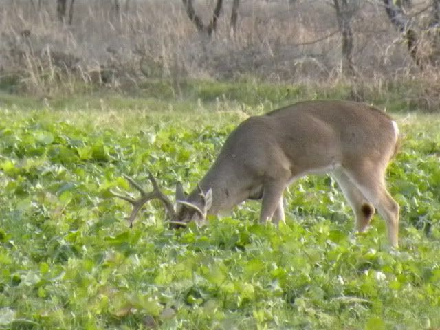 View Red Ripper Cowpeas For Deer Images