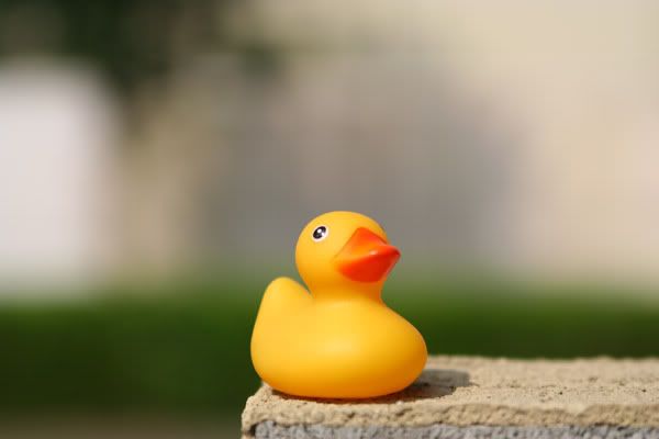 IMAGE: http://i23.photobucket.com/albums/b386/atgrzymala/Ducky1.jpg