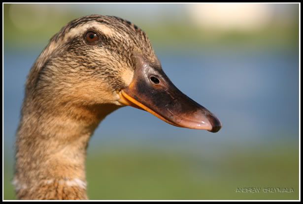 IMAGE: http://i23.photobucket.com/albums/b386/atgrzymala/IMG_0639e.jpg