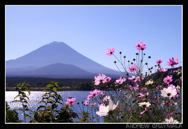 IMAGE: http://i23.photobucket.com/albums/b386/atgrzymala/Portfolio/FujinFlowers.jpg