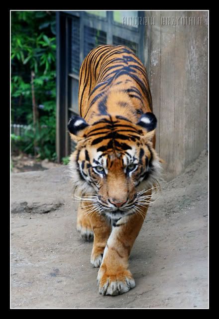 IMAGE: http://i23.photobucket.com/albums/b386/atgrzymala/Portfolio/IMG_6360E.jpg