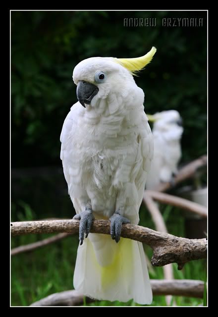 IMAGE: http://i23.photobucket.com/albums/b386/atgrzymala/Portfolio/IMG_6421E.jpg