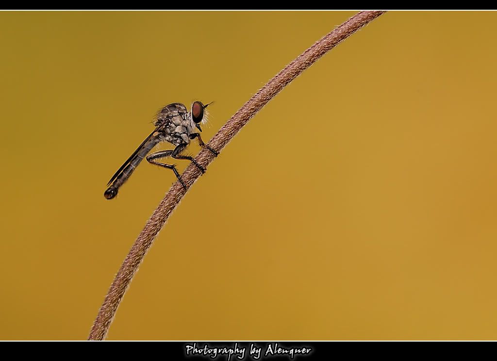 http://i23.photobucket.com/albums/b388/alenquer2/201104/DSC_0661.jpg