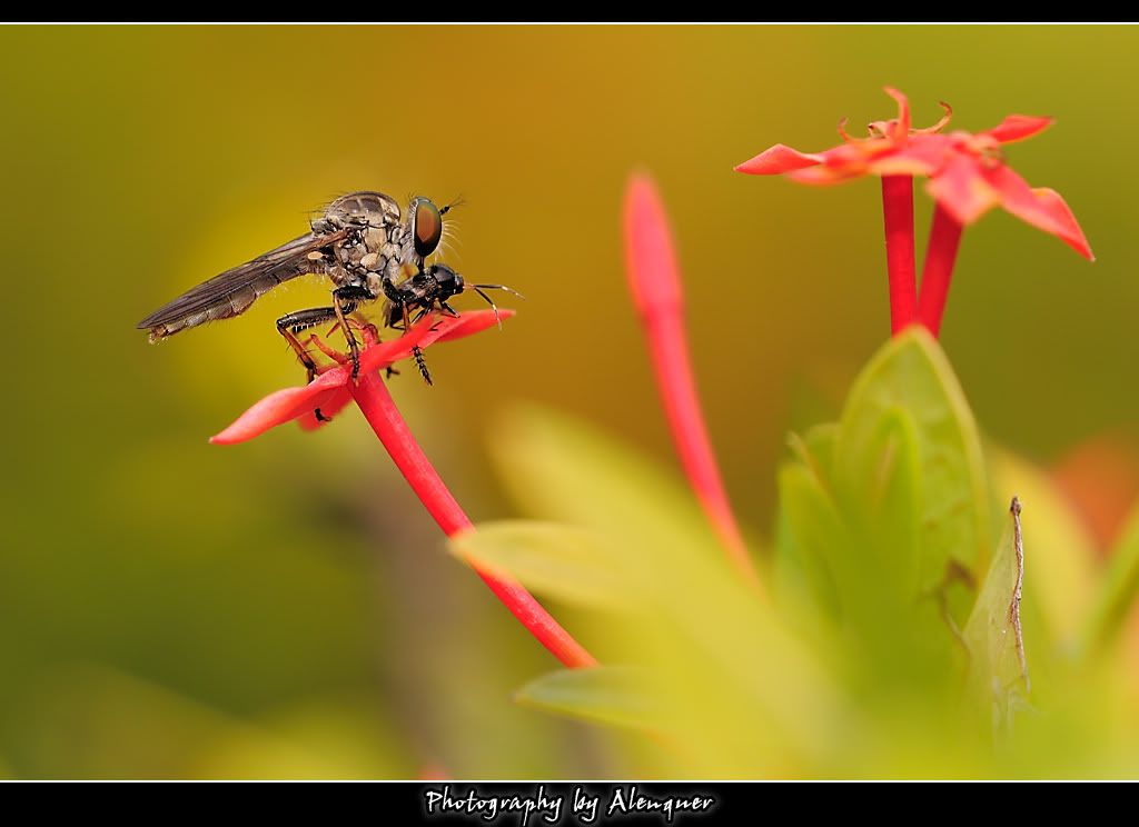 http://i23.photobucket.com/albums/b388/alenquer2/201104/DSC_0748.jpg