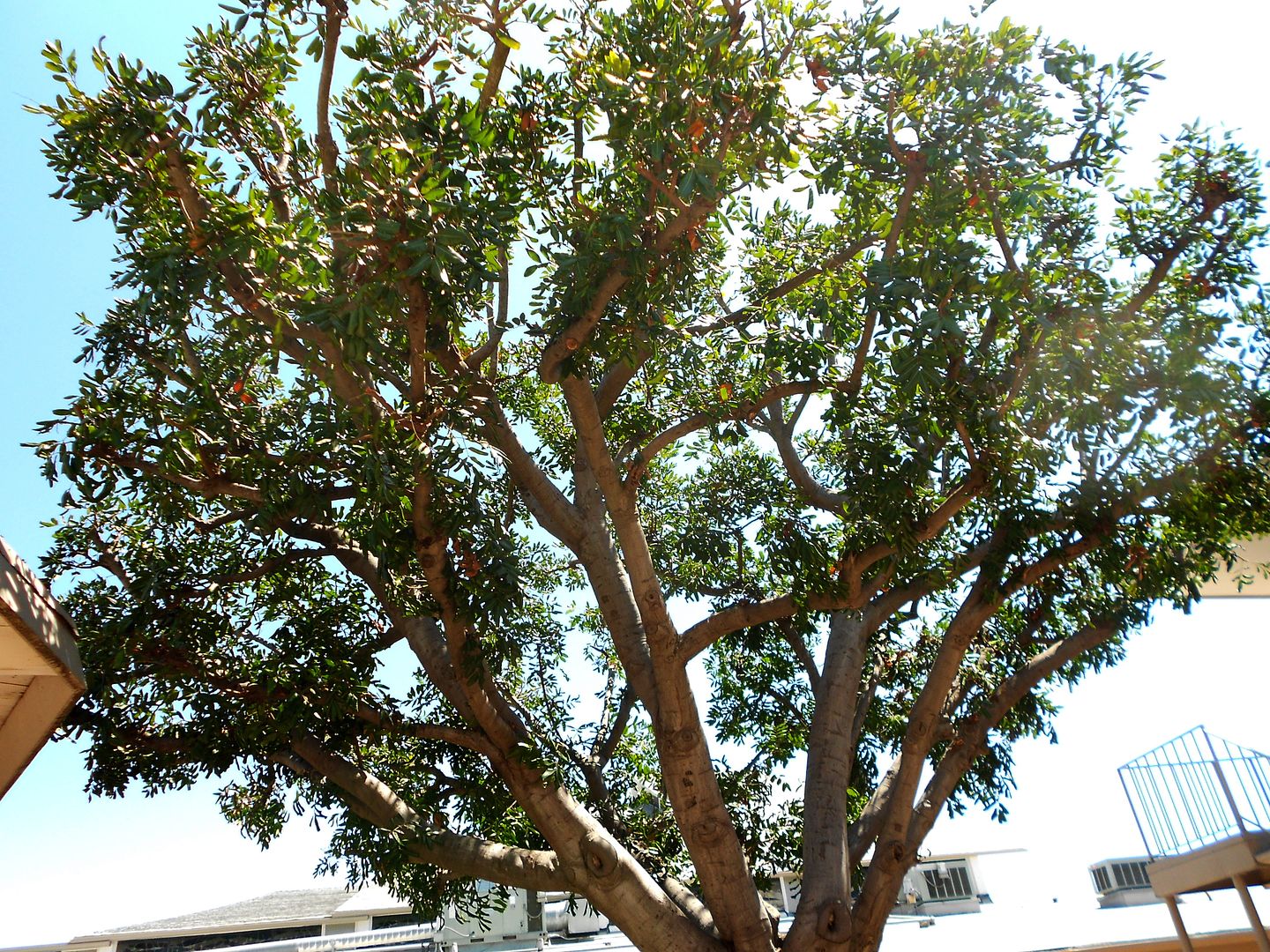 vbs 2013 tree outside