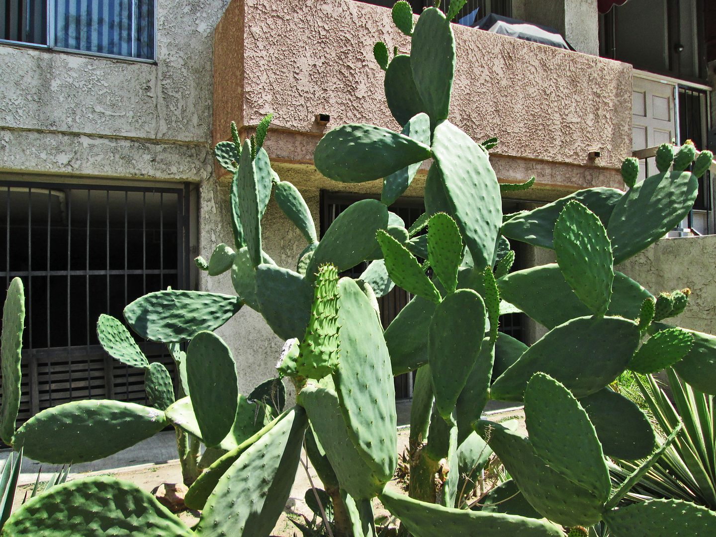 sherman way cactus